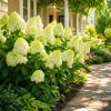 Limelight Hydrangea Live Plants - Set of 2, 5-10" Tall, 2.5" Pot, Outdoor Shrub - Image 1