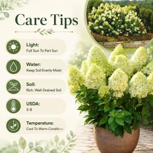Limelight Hydrangea Tree Live Plant – Lime Green Blooms, 5-10 Inch Tall, 2.5 Inch Pot, Outdoor - Image 4