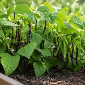 Live Black Bean Seedlings - 2 Bush Bean Plants, 4 Inch Pot, 3-5 Inches Tall, Outdoor Garden & Containers - Image 2
