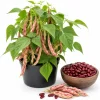 Live Red Bean Plant - 3-5 Inches Tall Potted Seedling, 4 Inch Pot, Outdoor - Image 1