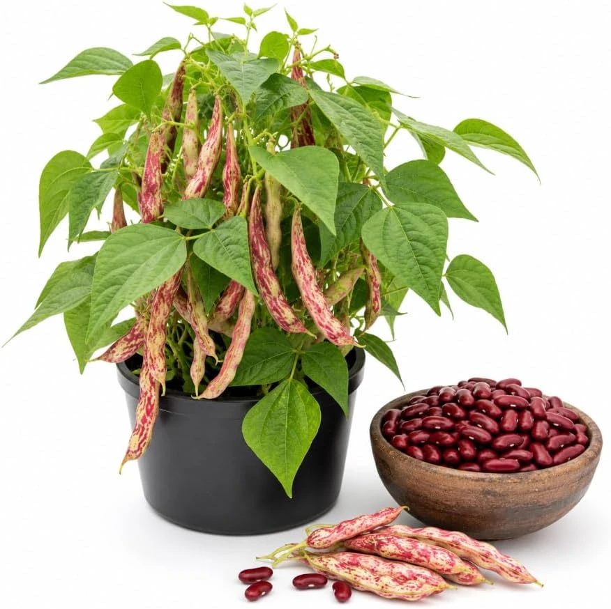Live Red Bean Plant - 3-5 Inches Tall Potted Seedling, 4 Inch Pot, Outdoor - Image 1