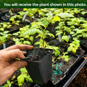 Live Red Raspberry Plant 2-5 Inch Tall - Sweet Berries, Outdoor Bush - Image 2
