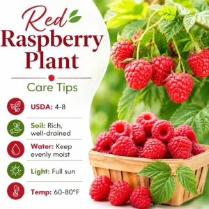 Live Red Raspberry Plant 2-5 Inch Tall - Sweet Berries, Outdoor Bush - Image 5