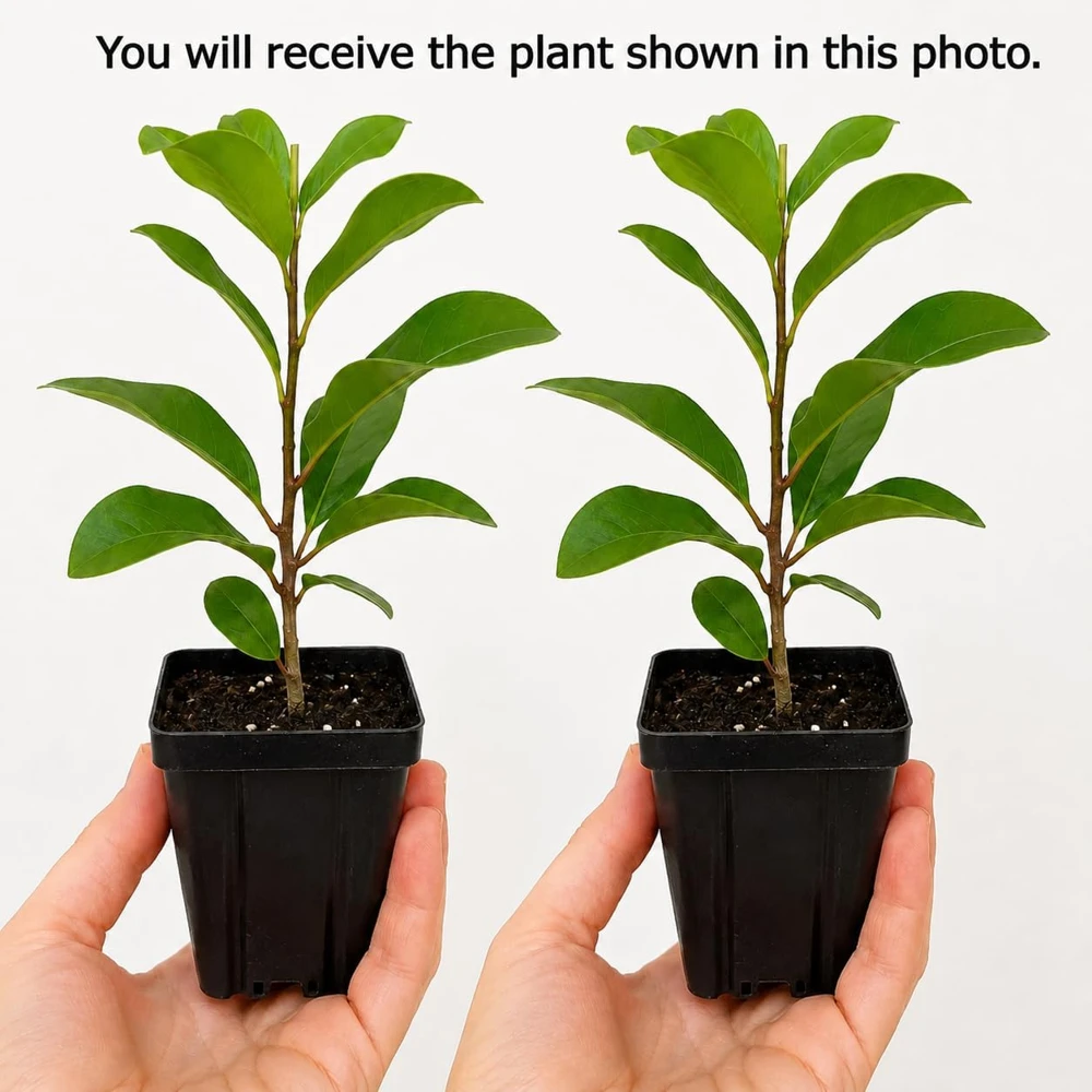 Magnolia Live Plants - Pack of 2 - 5-10 Inch Tall - 2.5 Inch Pot - Dormant in Winter - Image 2