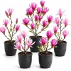 Magnolia Live Plants - Pack of 2 - 5-10 Inch Tall - 2.5 Inch Pot - Dormant in Winter - Image 1