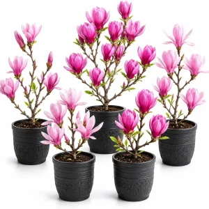 Magnolia Live Plants - Pack of 2 - 5-10 Inch Tall - 2.5 Inch Pot - Dormant in Winter - Image 1