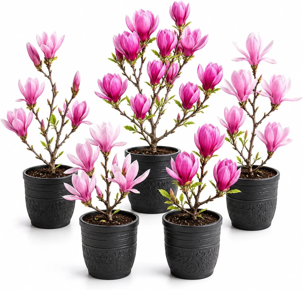 Magnolia Live Plants - Pack of 2 - 5-10 Inch Tall - 2.5 Inch Pot - Dormant in Winter - Image 1