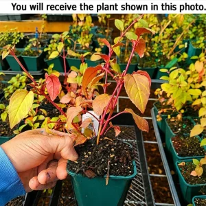 Marinka Fuchsia Live Plant - Red Flowers, 4-6 inch Tall, 5 Inch Pot, Outdoor - Image 2