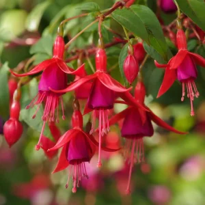 Marinka Fuchsia Live Plant - Red Flowers, 4-6 inch Tall, 5 Inch Pot, Outdoor - Image 3