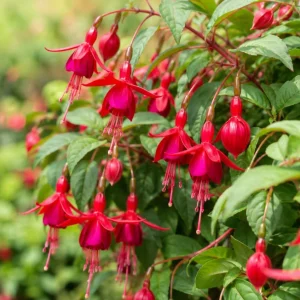 Marinka Fuchsia Live Plant - Red Flowers, 4-6 inch Tall, 5 Inch Pot, Outdoor - Image 5