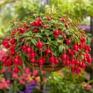 Marinka Fuchsia Live Plant - Red Flowers, 4-6 inch Tall, 5 Inch Pot, Outdoor - Image 6