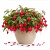 Marinka Fuchsia Live Plant - Red Flowers, 4-6 inch Tall, 5 Inch Pot, Outdoor - Image 1