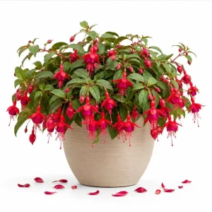 Marinka Fuchsia Live Plant - Red Flowers, 4-6 inch Tall, 5 Inch Pot, Outdoor - Image 1