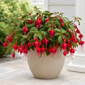 Marinka Fuchsia Plant - Live Red Fuchsia Flowers - 4-6 Inch Tall, 5 Inch Pot - Image 3