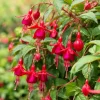 Marinka Fuchsia Plant - Live Red Fuchsia Flowers - 4-6 Inch Tall, 5 Inch Pot - Image 1