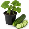 Marketmore Cucumber Live Plant - Slicing Variety, 4 Inch Pot, Outdoor Garden - Image 1