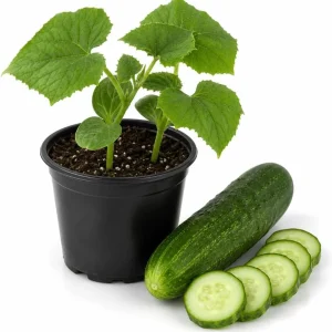 Marketmore Cucumber Live Plant - Slicing Variety, 4 Inch Pot, Outdoor Garden - Image 1