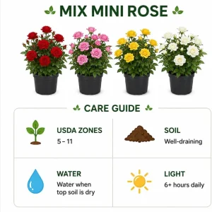 Mini Rose Live Plant - Random Color, 4-6 Inches Tall, 4 Inch Pot, Indoor/Outdoor - Image 4