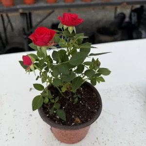 Mini Rose Live Plant - Random Color, 4-6 Inches Tall, 4 Inch Pot, Indoor/Outdoor - Image 6