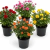 Mini Rose Live Plant - Random Color, 4-6 Inches Tall, 4 Inch Pot, Indoor/Outdoor - Image 1