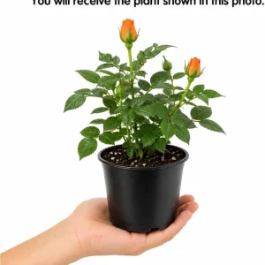 Miniature Orange Rose Live Plant – 4 Inch Pot, 4-6 Inches Tall, Outdoor - Image 4