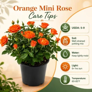 Miniature Orange Rose Live Plant – 4 Inch Pot, 4-6 Inches Tall, Outdoor - Image 7