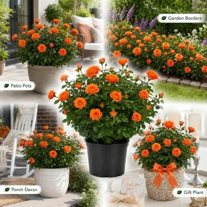 Miniature Orange Rose Live Plant – 4 Inch Pot, 4-6 Inches Tall, Outdoor - Image 8