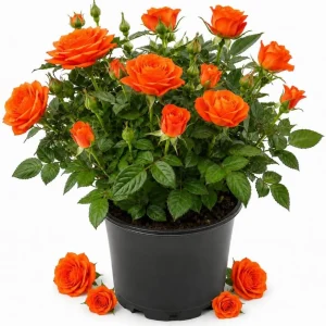 Miniature Orange Rose Live Plant – 4 Inch Pot, 4-6 Inches Tall, Outdoor - Image 1
