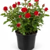 Miniature Red Rose Live Plant - 4 Inch Pot, 4-6 Inch Tall, Red Mini Rose for Indoor & Outdoor - Image 1