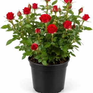 Miniature Red Rose Live Plant - 4 Inch Pot, 4-6 Inch Tall, Red Mini Rose for Indoor & Outdoor - Image 1