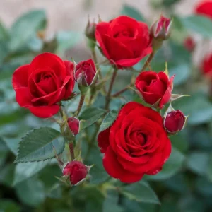 Miniature Red Rose Live Plant - 4 Inch Pot, 4-6 Inch Tall, Red Mini Rose for Indoor & Outdoor - Image 2