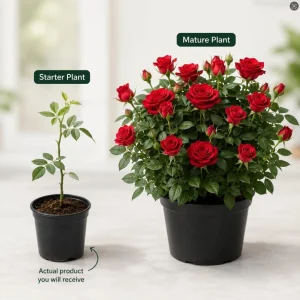 Miniature Red Rose Live Plant - 4 Inch Pot, 4-6 Inch Tall, Red Mini Rose for Indoor & Outdoor - Image 7