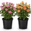 Miniature Rose Live Plant - 4 Inch Pot, 1 Plant, Random Color, 4-6 Inch Potted for Outdoor Garden & Patio - Image 1