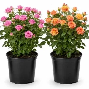 Miniature Rose Live Plant - 4 Inch Pot, 1 Plant, Random Color, 4-6 Inch Potted for Outdoor Garden & Patio - Image 1
