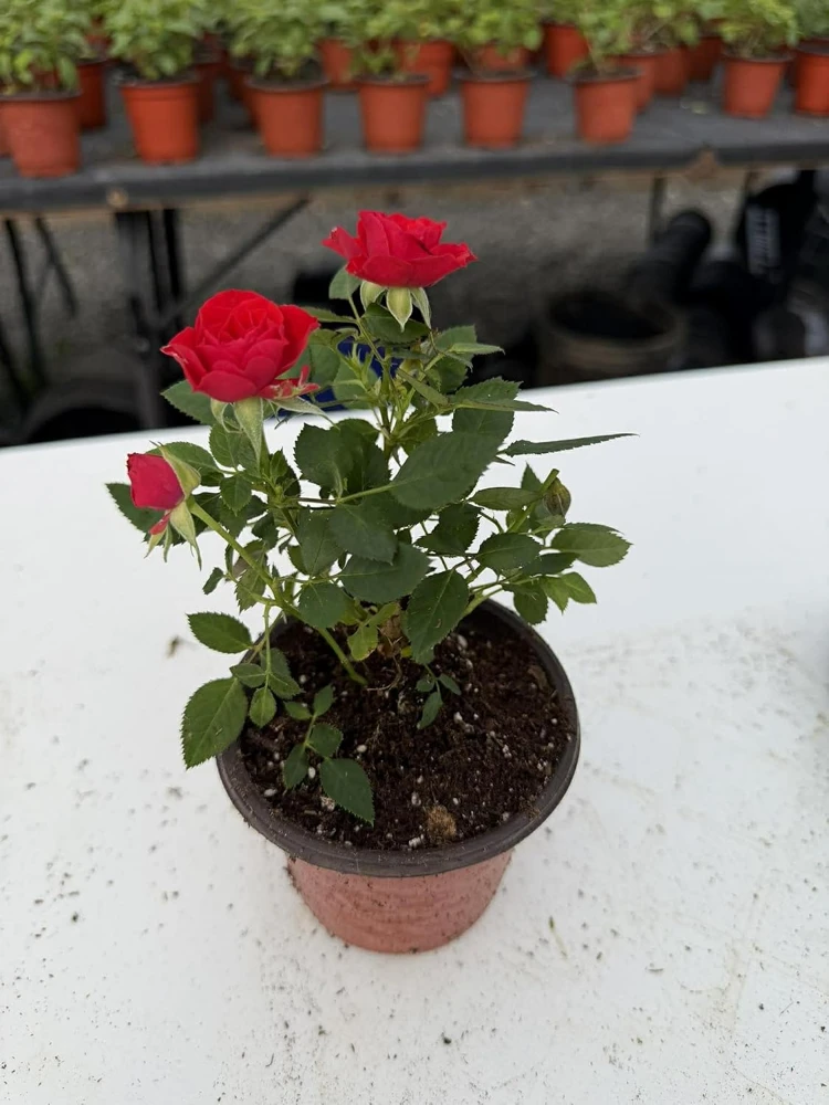Miniature Rose Live Plant - 4 Inch Pot, 1 Plant, Random Color, 4-6 Inch Potted for Outdoor Garden & Patio - Image 4