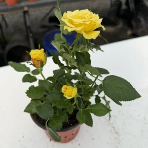 Miniature Rose Live Plant - 4 Inch Pot, 1 Plant, Random Color, 4-6 Inch Potted for Outdoor Garden & Patio - Image 5