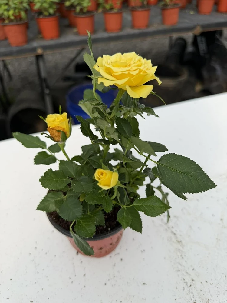 Miniature Rose Live Plant - 4 Inch Pot, 1 Plant, Random Color, 4-6 Inch Potted for Outdoor Garden & Patio - Image 5
