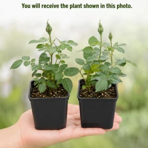 Miniature Rose Live Plants - 2 Pack, Assorted Colors, 4-6 In Tall in 4 In Pots, Outdoor - Image 3