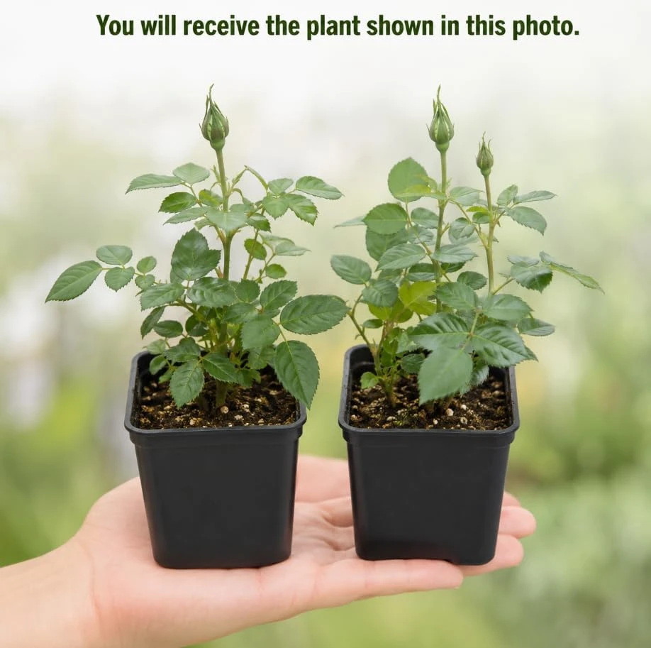 Miniature Rose Live Plants - 2 Pack, Assorted Colors, 4-6 In Tall in 4 In Pots, Outdoor - Image 3