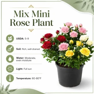 Miniature Rose Live Plants - 2 Pack, Assorted Colors, 4-6 In Tall in 4 In Pots, Outdoor - Image 5