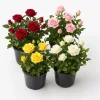 Miniature Rose Live Plants - 2 Pack, Assorted Colors, 4-6 In Tall in 4 In Pots, Outdoor - Image 1