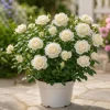 Miniature White Rose Live Plant - 4 Inch Pot, 4-6 Inches Tall, Compact Shrub for Containers & Gardens - Image 1