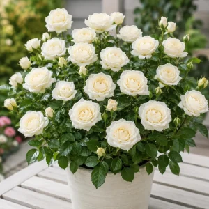 Miniature White Rose Live Plant - 4 Inch Pot, 4-6 Inches Tall, Compact Shrub for Containers & Gardens - Image 6