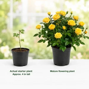 Miniature Yellow Rose Live Plant, 4 Inch Pot, 4-6 Inches Tall, Outdoor Shrub - Image 3