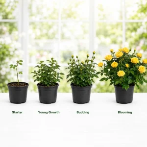 Miniature Yellow Rose Live Plant, 4 Inch Pot, 4-6 Inches Tall, Outdoor Shrub - Image 4