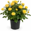 Miniature Yellow Rose Live Plant, 4 Inch Pot, 4-6 Inches Tall, Outdoor Shrub - Image 1