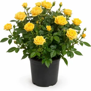 Miniature Yellow Rose Live Plant, 4 Inch Pot, 4-6 Inches Tall, Outdoor Shrub - Image 1