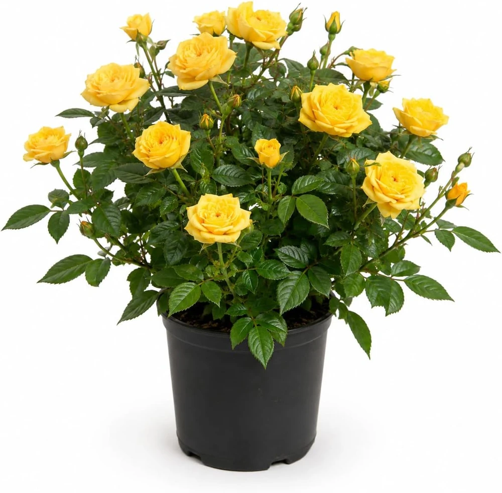 Miniature Yellow Rose Live Plant, 4 Inch Pot, 4-6 Inches Tall, Outdoor Shrub - Image 1