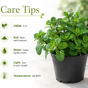Mint Live Plant – Fresh Herb for Home Garden Growing – 2-4 Inch Tall - Image 7