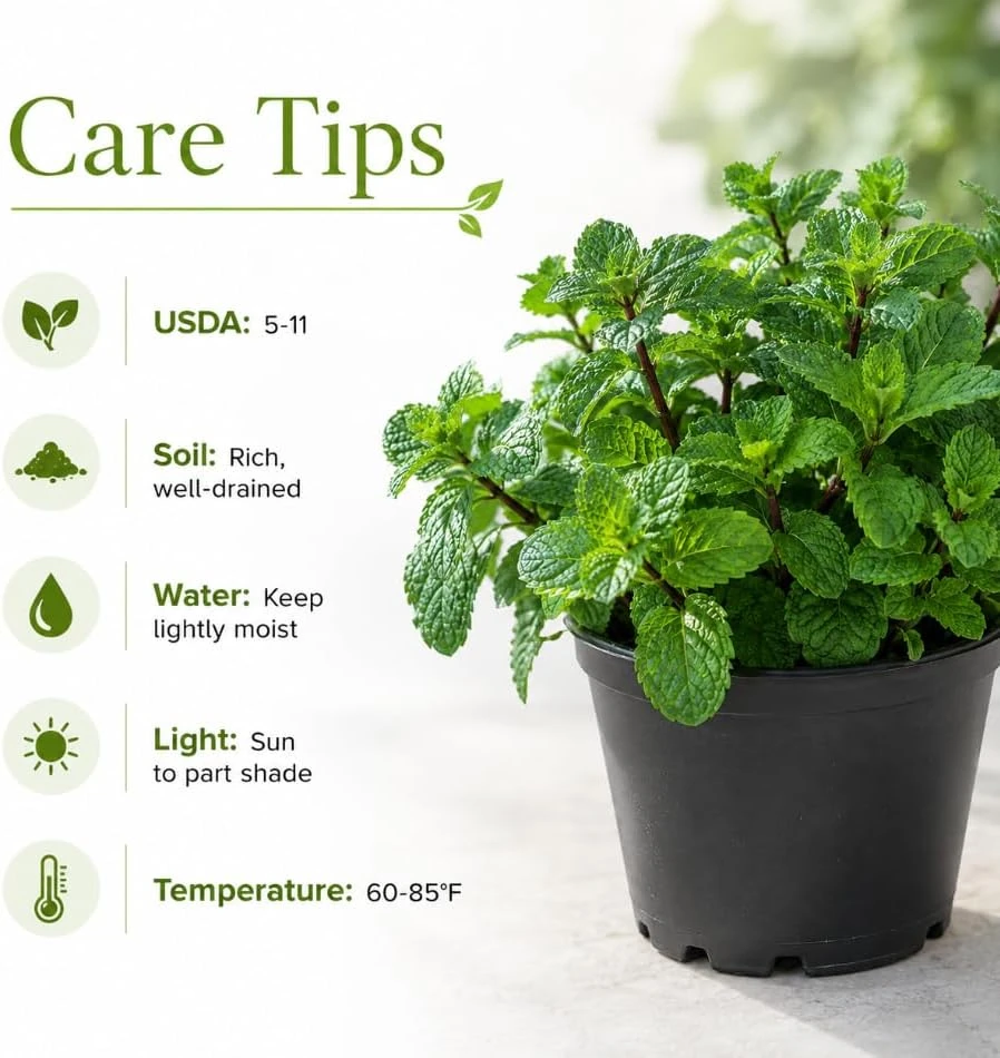 Mint Live Plant – Fresh Herb for Home Garden Growing – 2-4 Inch Tall - Image 7